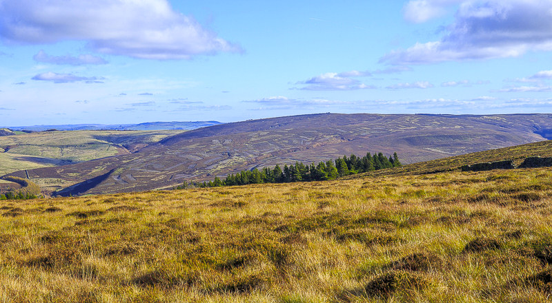 Wild Moor